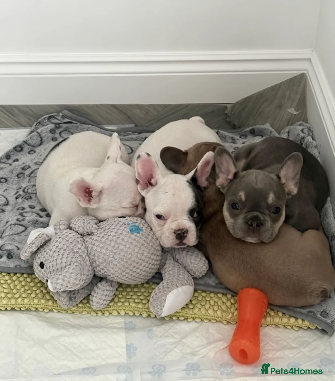 French Bulldog dogs for sale: Beautiful litter of French bulldogs  - Advert 1