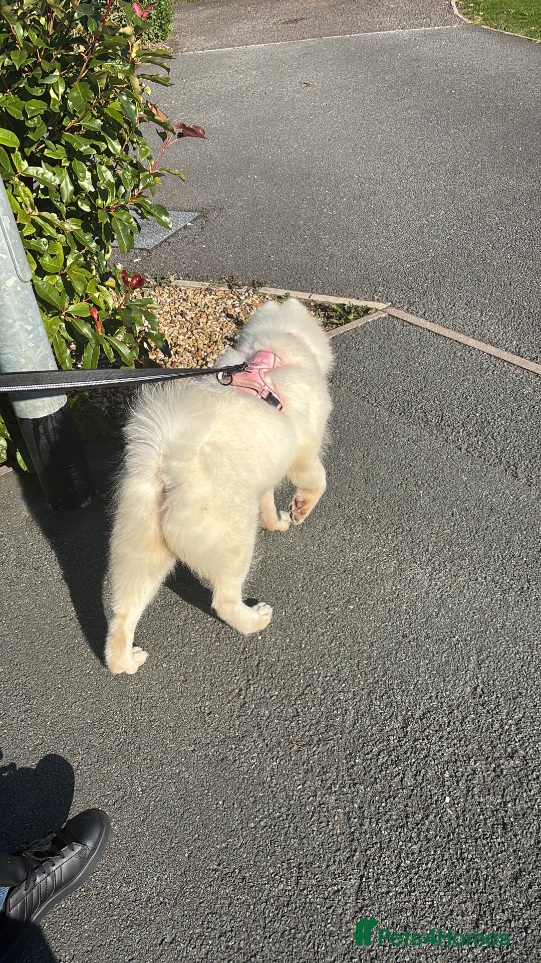 Samoyed dogs for sale: 🐾 Beautiful KC Registered Samoyed – 7 Months Old - Advert 10