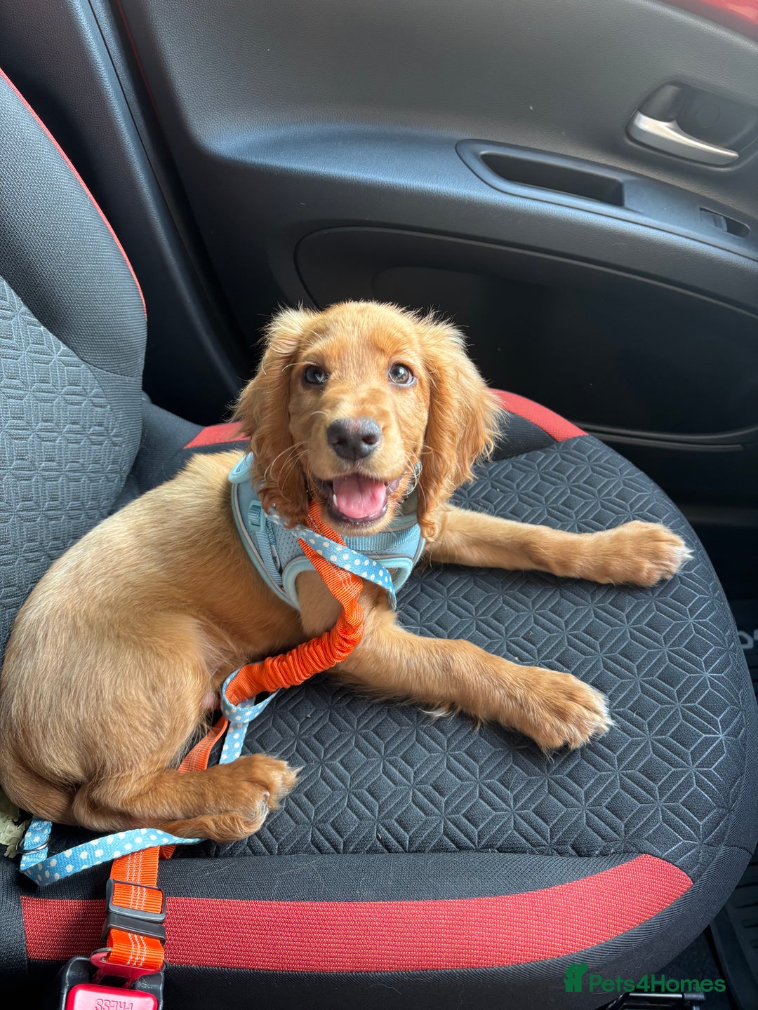 Cocker Spaniel dogs for sale: 14 Week Old Cocker Spaniel Puppy - Image 4