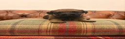 Border Terrier dogs for sale: 1 Boy available Border Terrier Puppies  in Whitchurch - Advert 7
