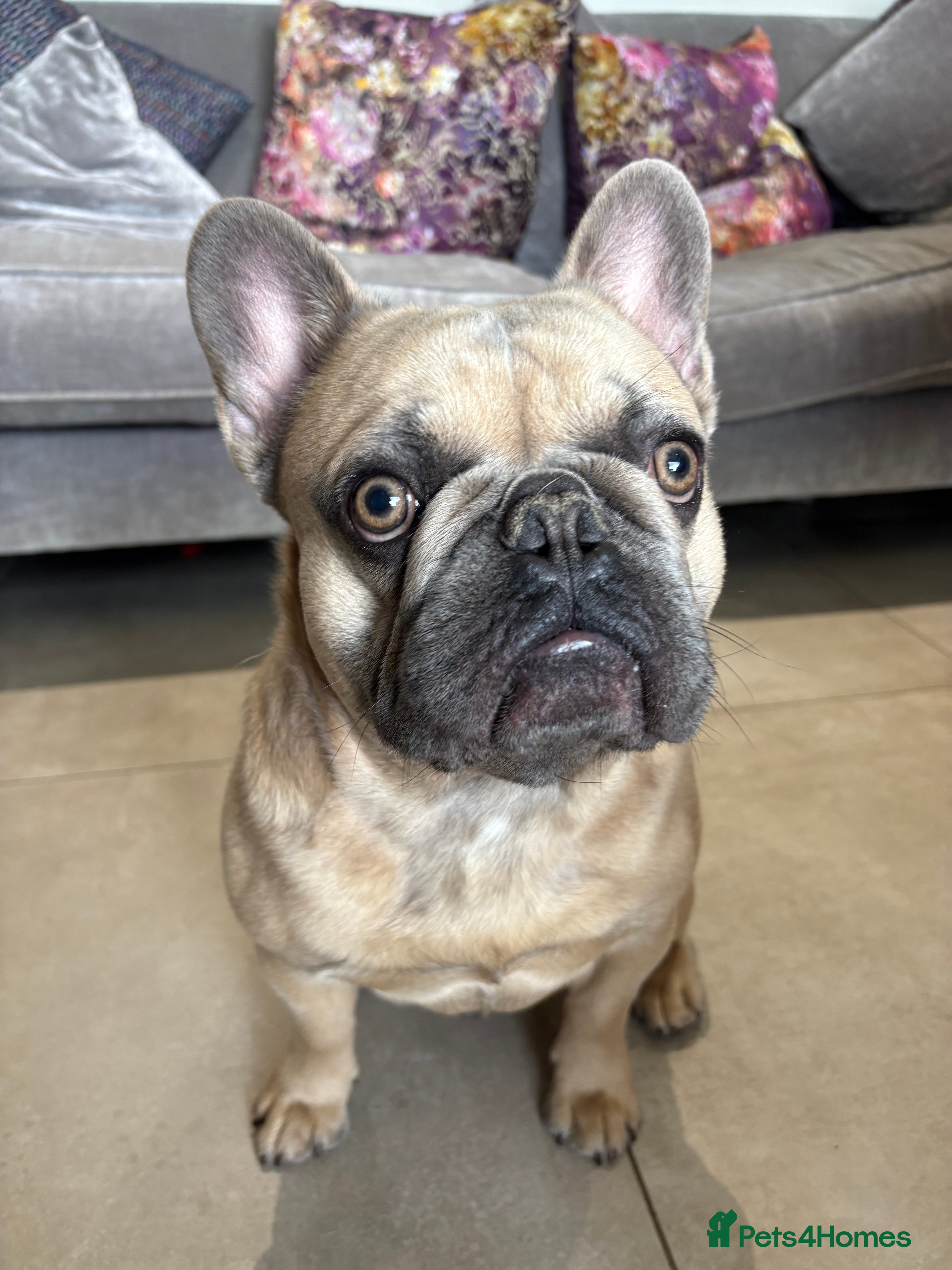 French Bulldog dogs Beautiful boy “blue” for stud  - Advert 6