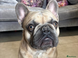 French Bulldog dogs Beautiful boy “blue” for stud - Advert 1
