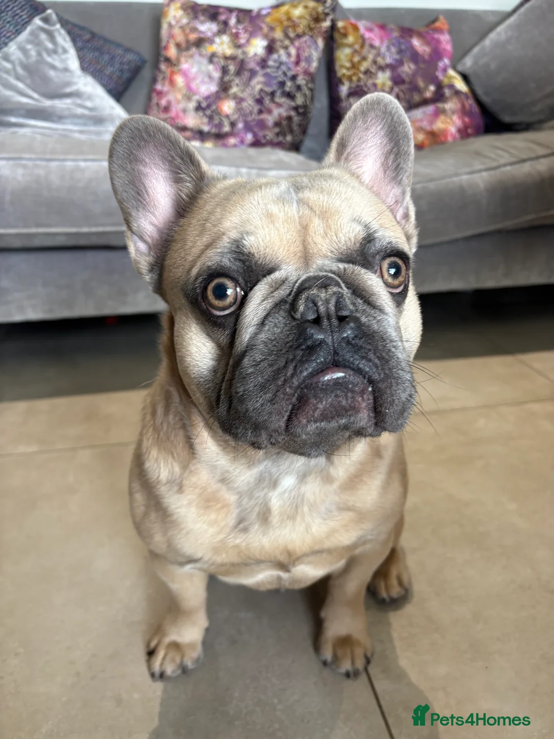 French Bulldog dogs for stud: Beautiful boy “blue” for stud  - Advert 1