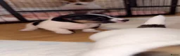 Jack Russell dogs for sale: Jackrussells terriers for sale  - Advert 10