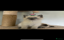 Ragdoll cats for sale: Gorgeous Ragdoll x British Shorthair Kittens  - Image 20