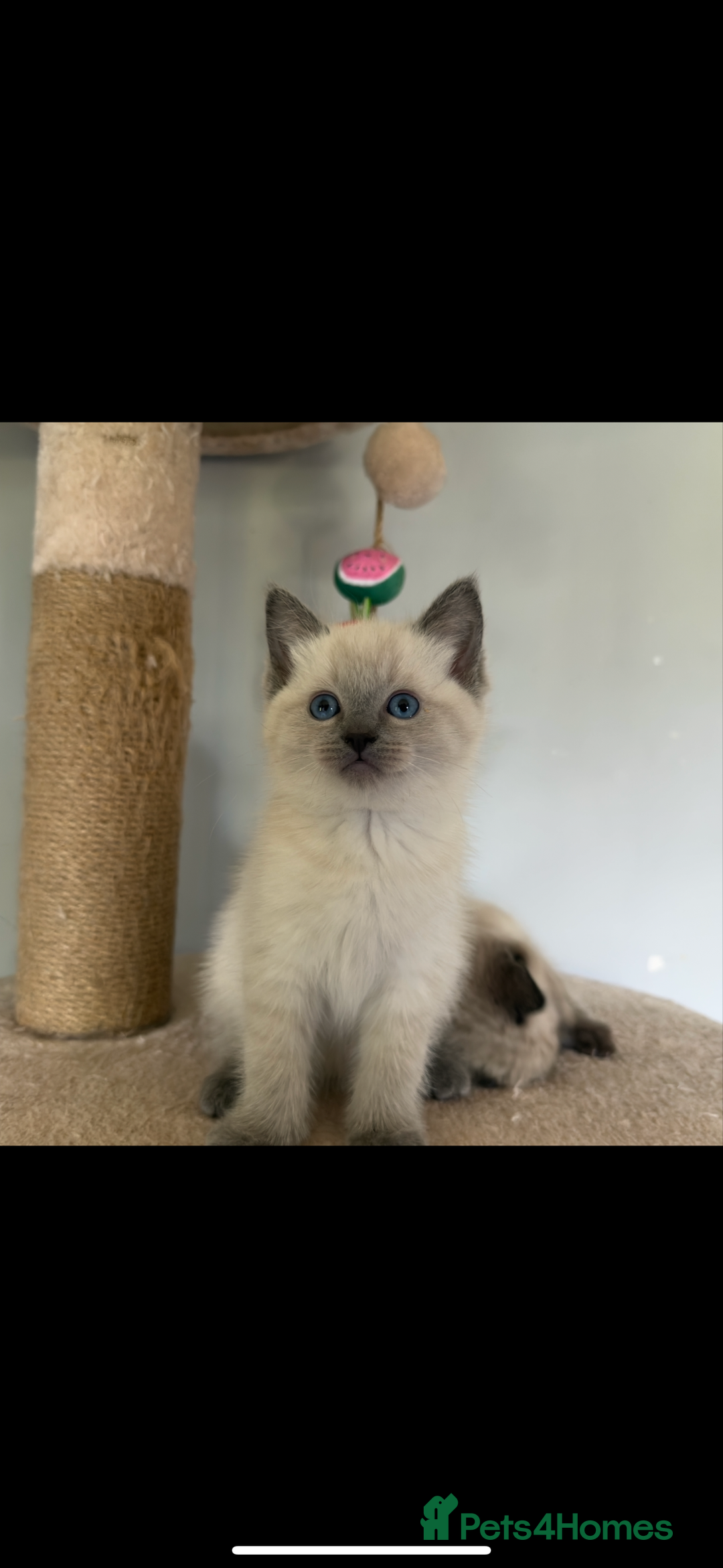 Ragdoll cats for sale: Gorgeous Ragdoll x British Shorthair Kittens  - Image 20