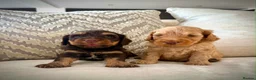 Cockapoo dogs for sale: Rare chocolate and tan pointed cockapoos - Advert 1
