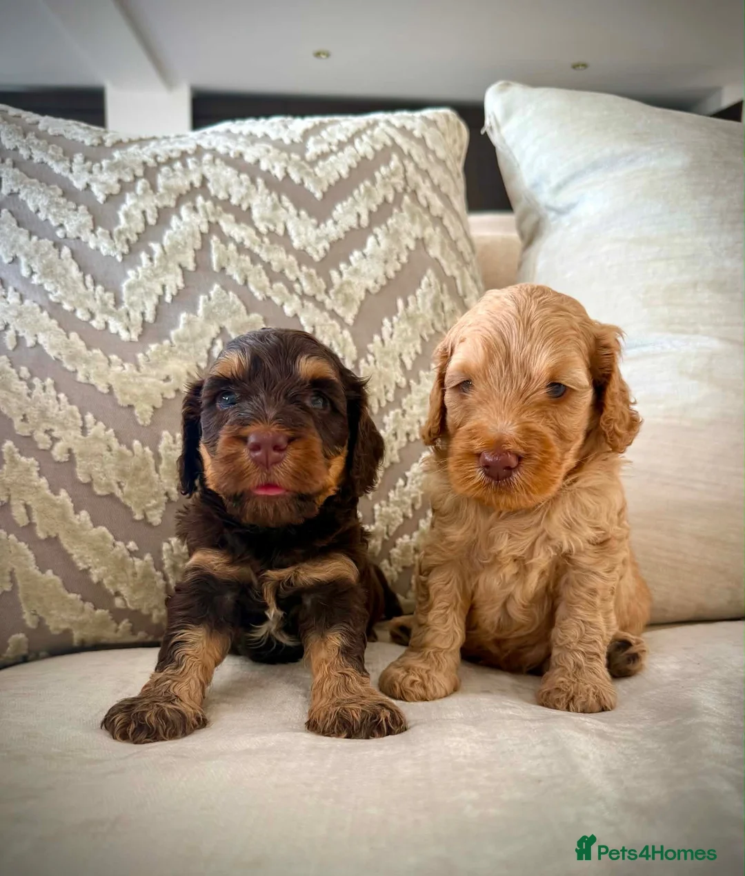 Cockapoo dogs for sale: Rare chocolate and tan pointed cockapoos - Advert 1