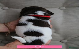 English Springer Spaniel dogs for sale: Health Tested English Springer Spaniel Puppies - Image 6