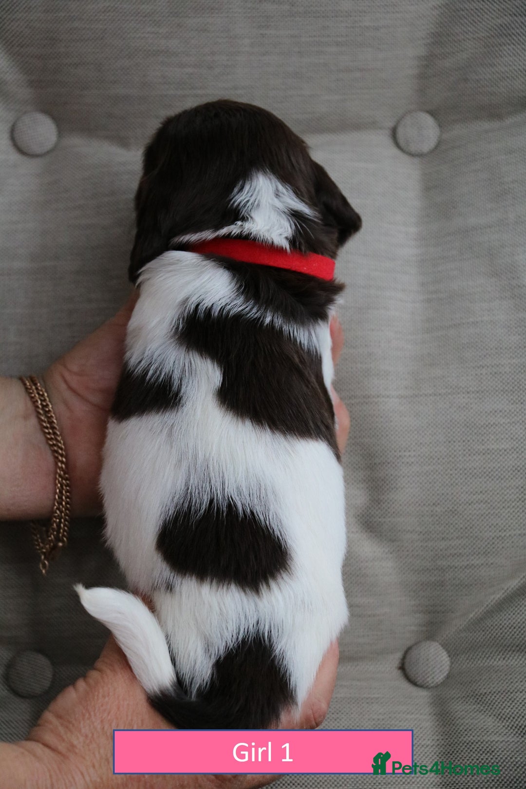 English Springer Spaniel dogs for sale: Health Tested English Springer Spaniel Puppies - Image 6