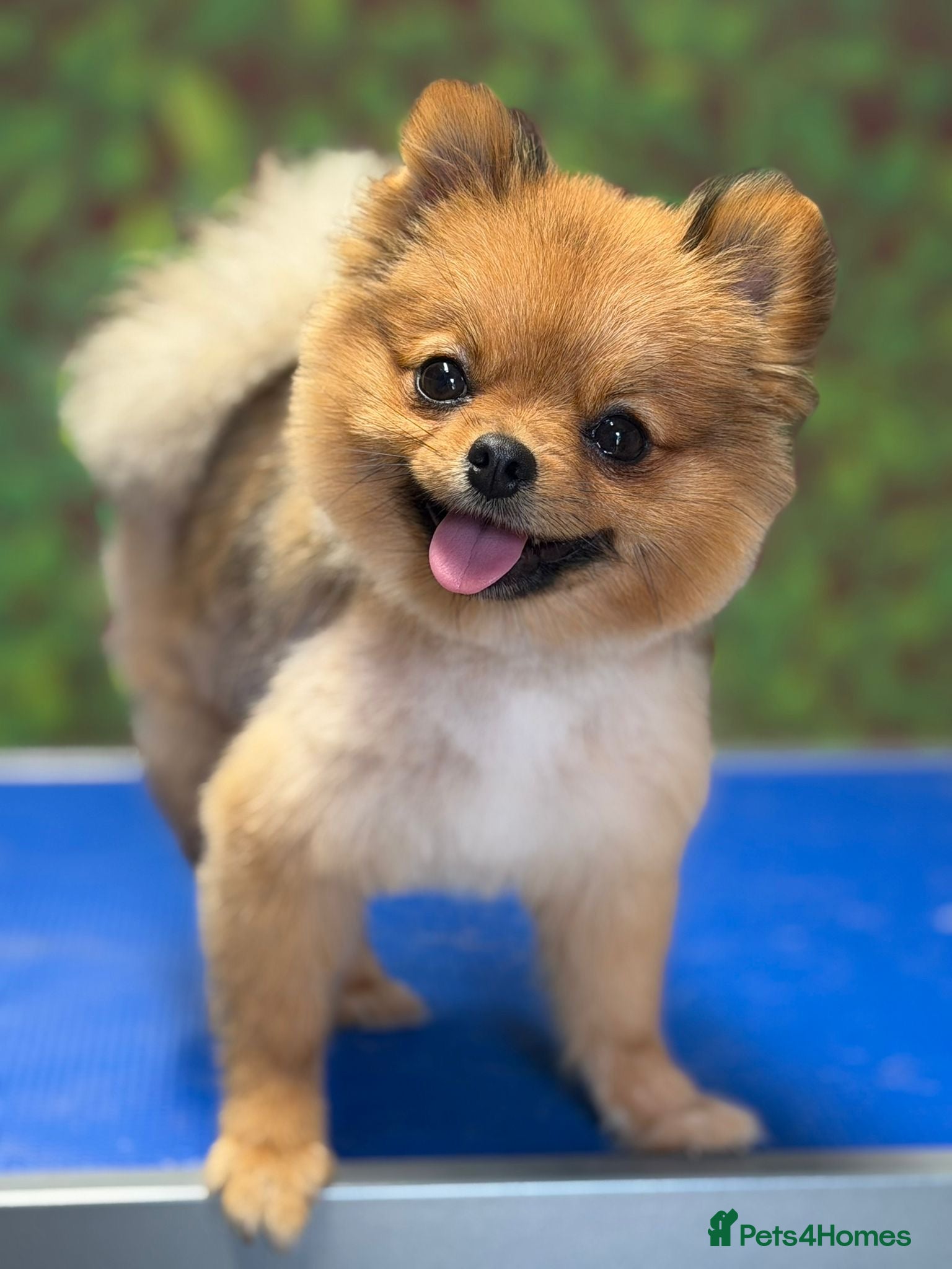 Pomeranian dogs Beautiful Pomeranian girl 🐶 - Advert 5