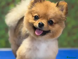 Pomeranian dogs Beautiful Pomeranian girl 🐶 - Advert 1
