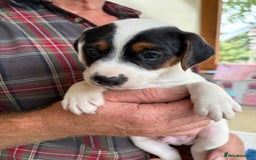 Mixed Breed dogs for sale: Jack Russell pups - Image 12