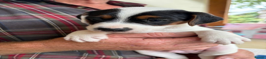 Jack Russell Puppy 5