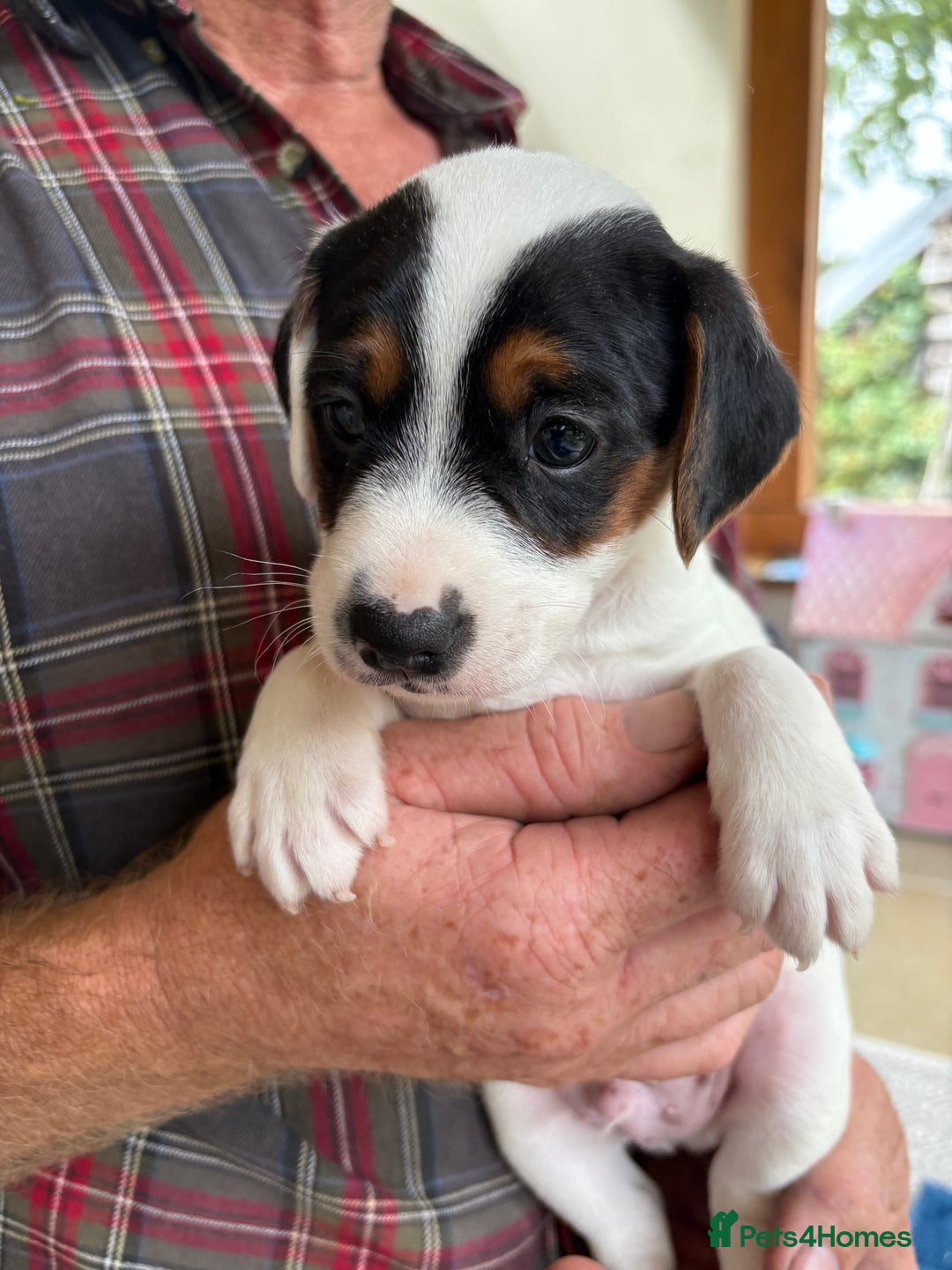 Mixed Breed dogs for sale: Jack Russell pups - Image 12