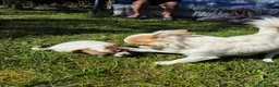 Chihuahua dogs for sale: Stunning Long-Haired Chihuahua Puppies in Guildford - Advert 25