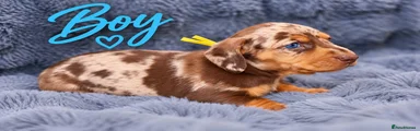 Miniature Dachshund 3