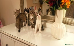 Mixed Breed cats for sale: Adorable kittens in London(SE18)😻❤️😻 - Image 3