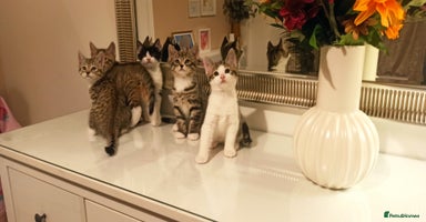 Mixed Breed cats - Advert 11