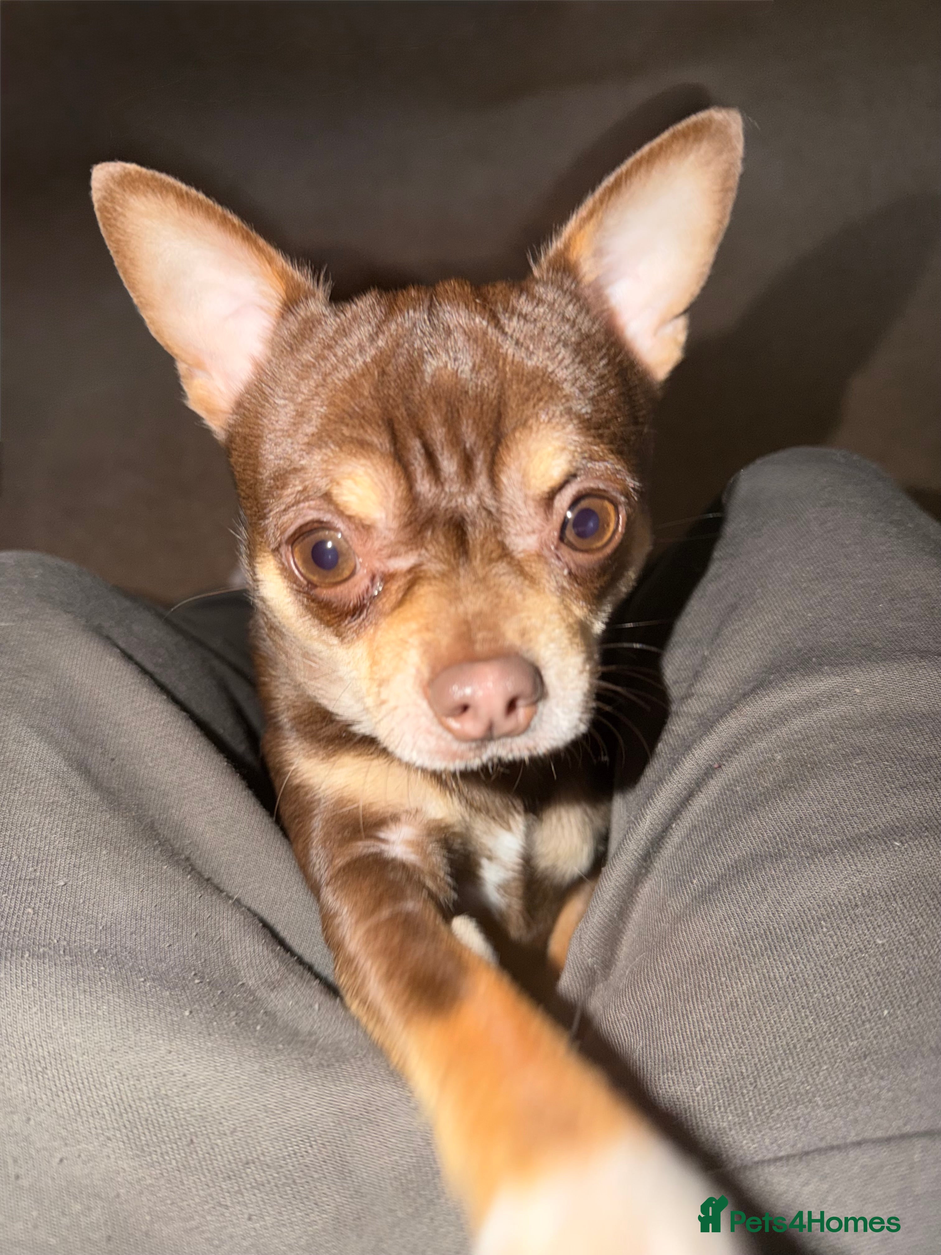 Chihuahua dogs The boy who never left ….Tommy for Stud - Advert 21