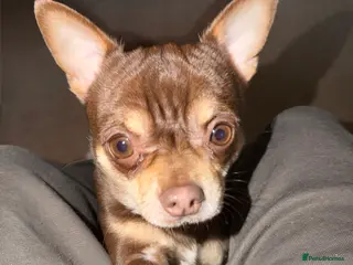 Chihuahua dogs The boy who never left ….Tommy for Stud - Advert 21