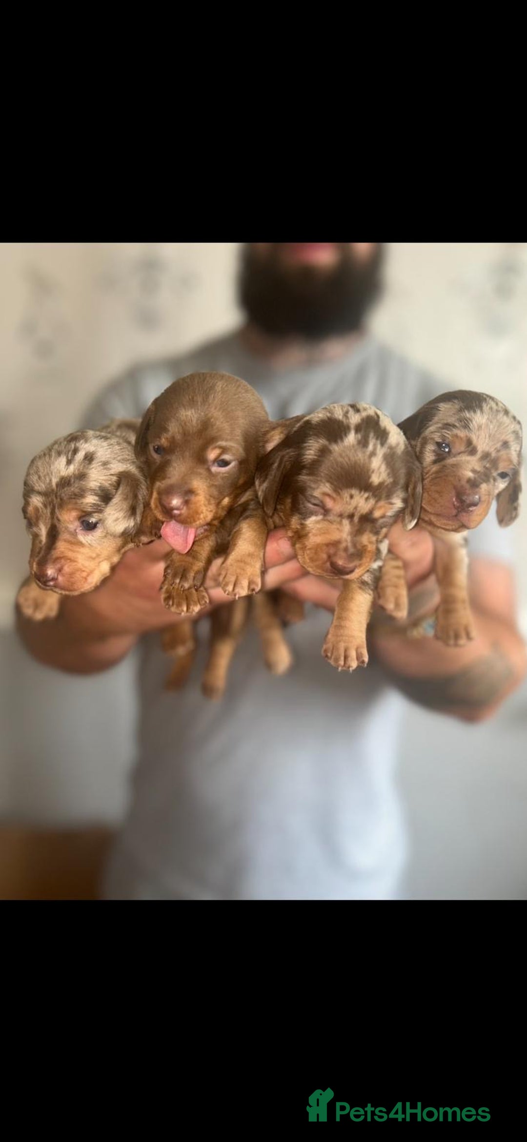Dachshund dogs for sale: 😍🌈1 male left! 💙🇩🇪🤏🏻READY TO LEAVE🏠🐶 - Image 8
