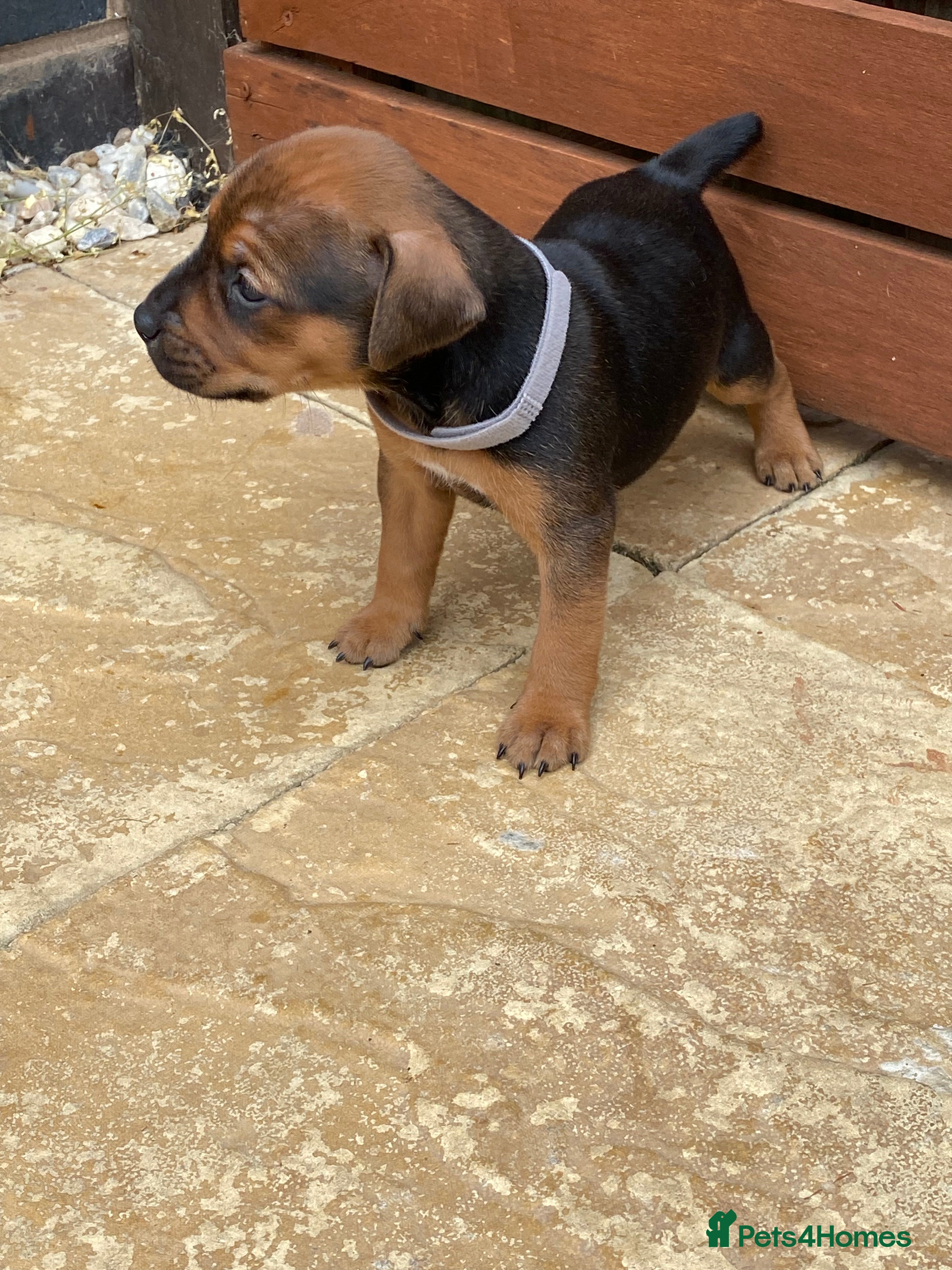 Mixed Breed dogs Patterdale x Plummer terrier pups - Advert 2