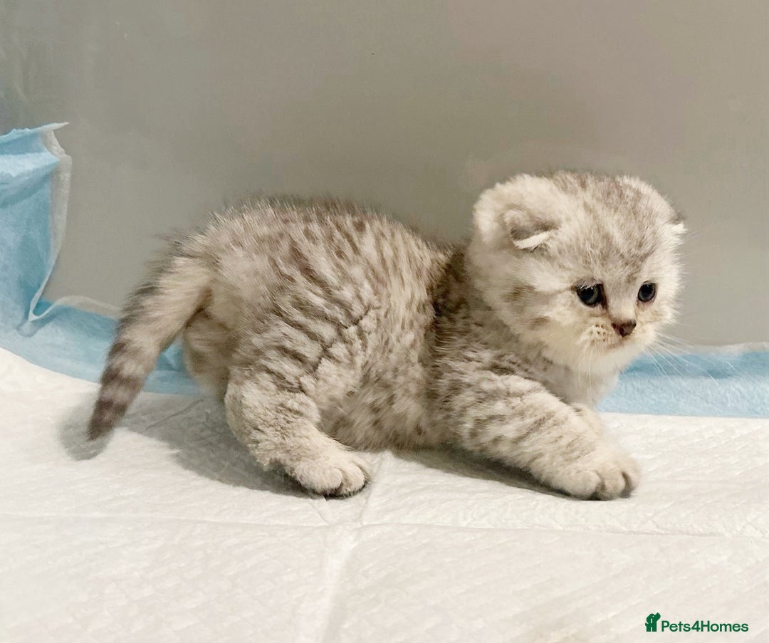 Scottish Fold cats for sale: 2 girl 1 boy beautiful quality Scottish Folds ❤️  - Advert 12