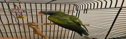 Parrots birds for sale: Derbyan Parakeet for Sale – 10 Years Old in London - Advert 2