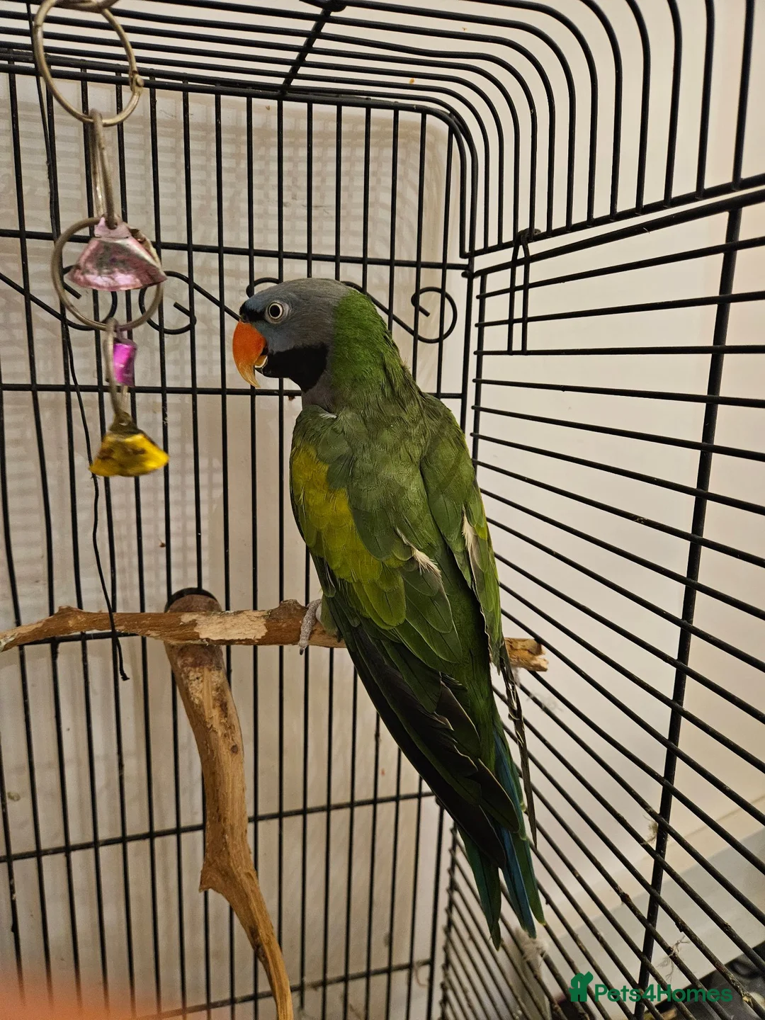 Parrots birds for sale: Derbyan Parakeet for Sale – 10 Years Old in London - Advert 2