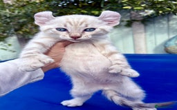 Bengal cats for sale: Gob smacking rare kittens  - Image 15