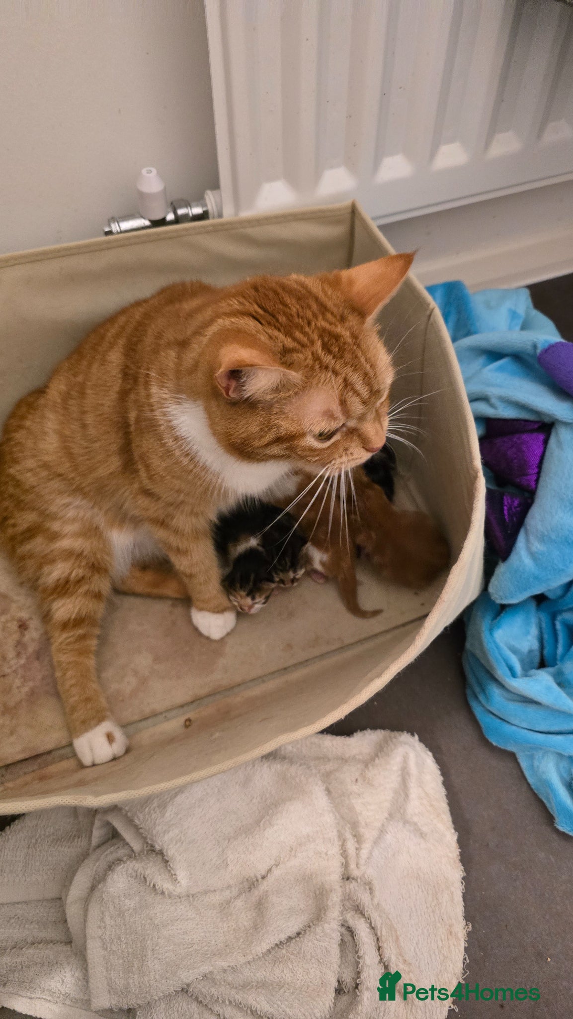 Domestic Shorthair cats 5 beautiful kittens - Advert 1