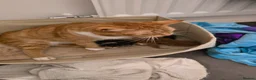 Domestic Shorthair cats for sale: 5 beautiful kittens - Advert 8