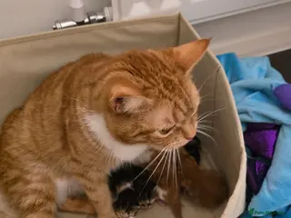 Domestic Shorthair cats 5 beautiful kittens - Advert 1