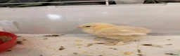 Chickens poultry for sale: 6 days old chicks ,brahma ,araucana ,bluebelle  - Advert 6