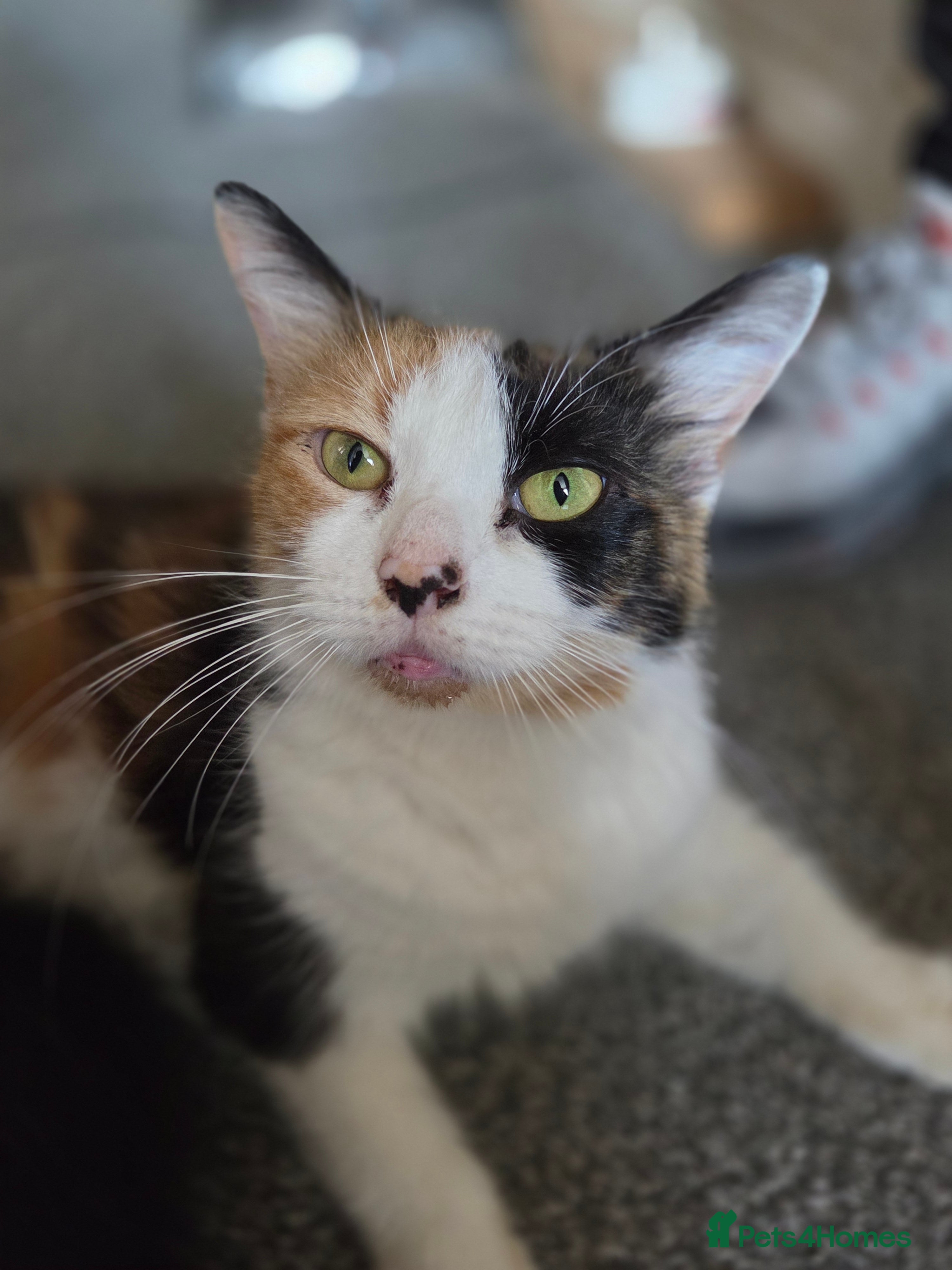 Domestic Shorthair cats Beautiful  kittens one last black  and white male - Advert 3