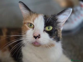 Domestic Shorthair cats Beautiful kittens - Advert 1