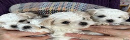 Maltese dogs for sale: K.C. reg. pretty Maltese puppies - Advert 2