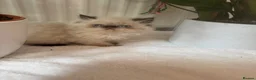 Persian cats for sale: Persian Kittens looking for a new home. - Advert 3
