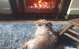 Patterdale Terrier dogs for sale: Patterdale Terrier Charlie - Image 6