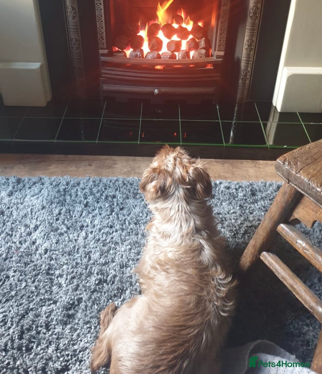 Patterdale Terrier dogs for sale: Patterdale Terrier Charlie - Image 6