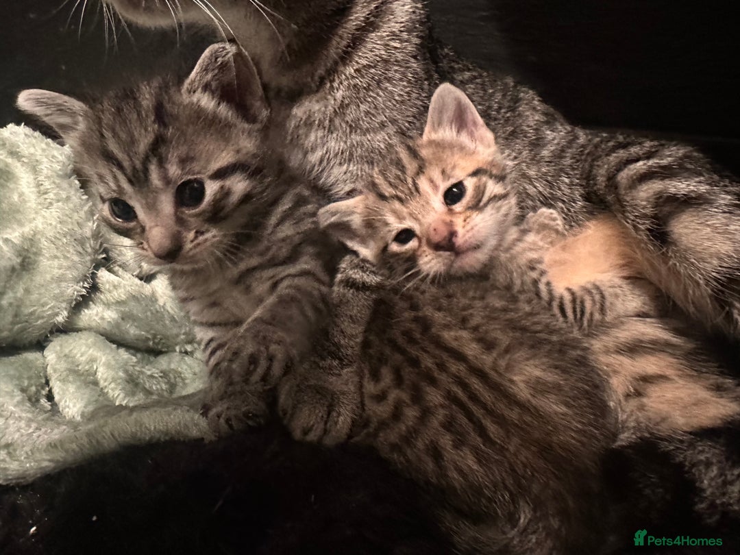 Mixed Breed cats for sale: Placid Tabby Girls  - Image 17