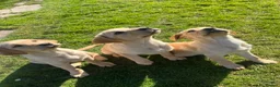 Labrador Retriever dogs for sale: Perigee Working Labrador  - Advert 2