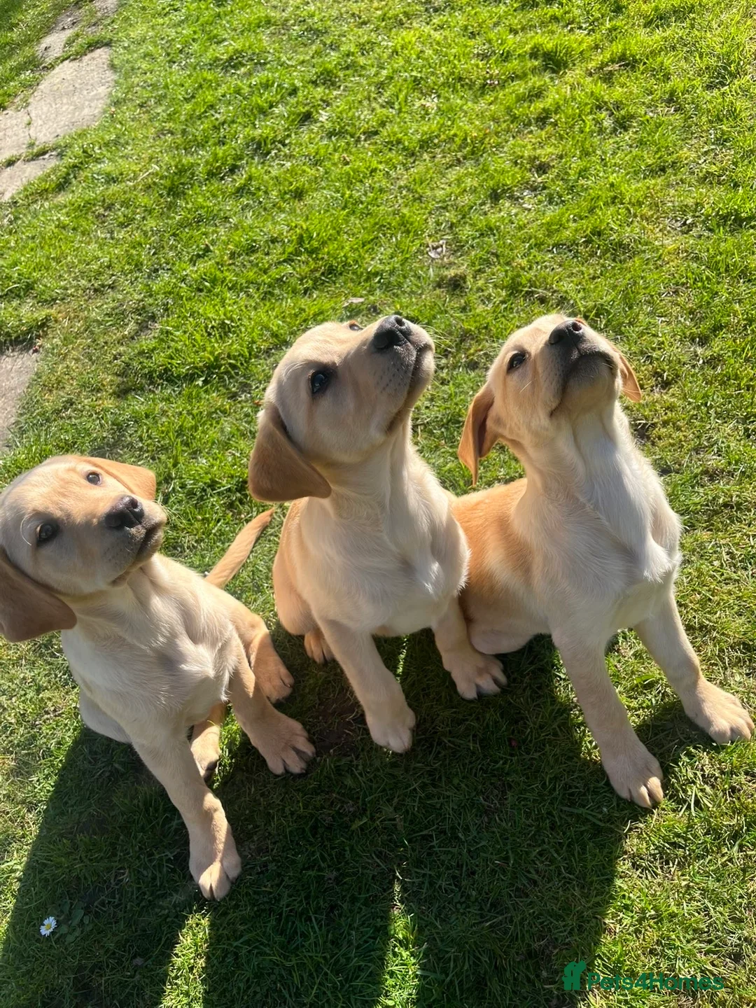 Labrador Retriever dogs for sale: Perigee Working Labrador  - Advert 2