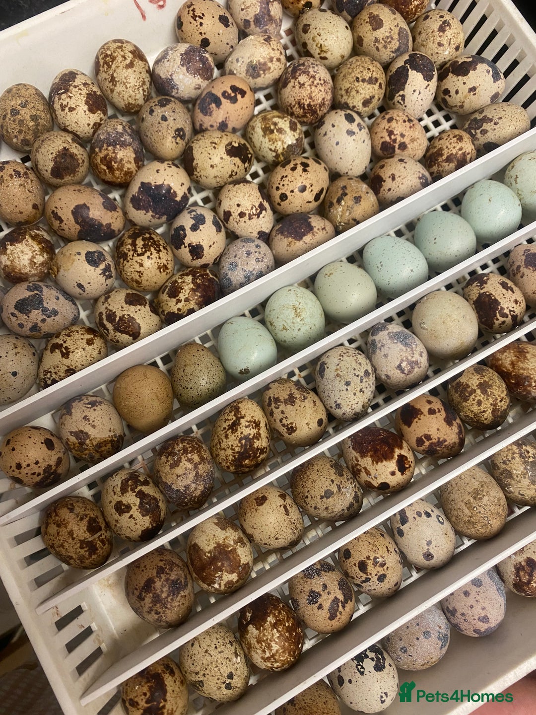 Quail poultry for sale: Quails  - Image 10