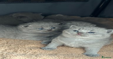 British Shorthair cats - Advert 10