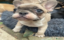 French Bulldog dogs for sale: French bulldog - Image 8