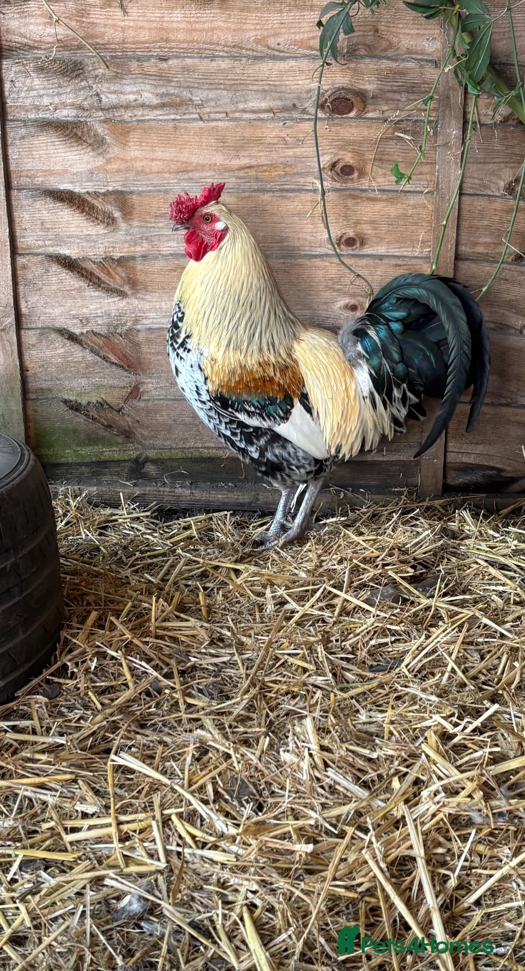 Mixed Breed poultry for sale: Gorgeous rooster 🐓 - Advert 2