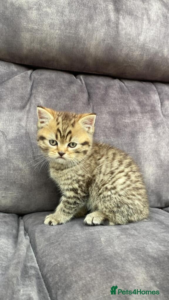 British Shorthair cats Male kitten bsh x bengal  - Advert 4