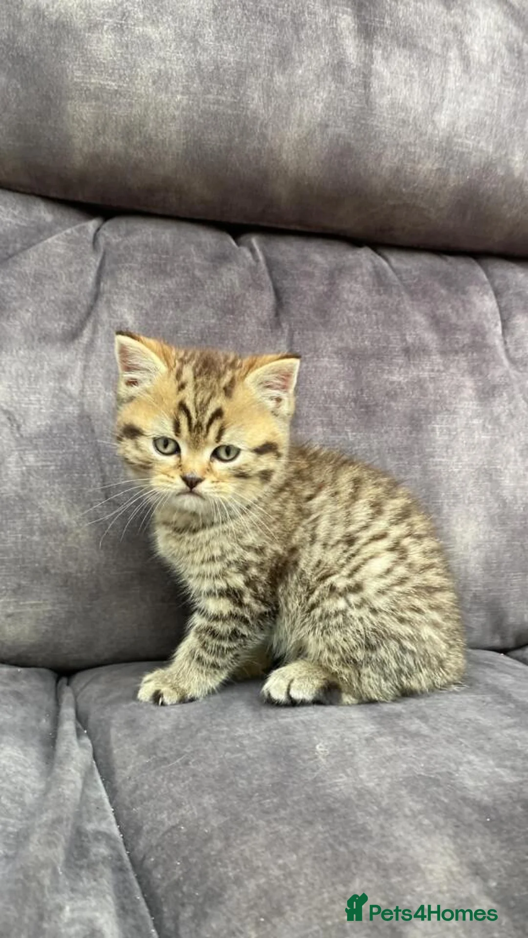 British Shorthair cats for sale: Male kitten bsh x bengal  in Leicester - Advert 1